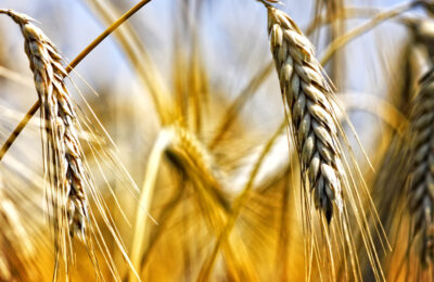 GMO wheat in Argentina suffers from low yields