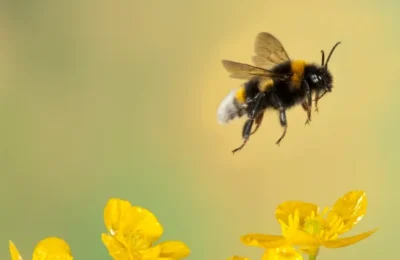 Britain uses Brexit freedoms to continue use of bee-killing neonicotinoids